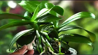 Just apply it at the base - Even weak orchids will start growing new roots.