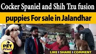 Cocker Spaniel and Shih Tzu fusion puppies For sale in Jalandhar | LPU dog show 2025 II PET CLUES