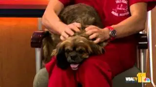 May 10: Pet questions answered