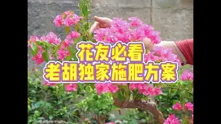 老胡独家施肥方案，收藏版 #养花小知识 #爱生活爱养花