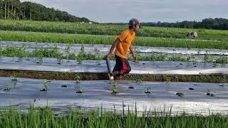 MODERN TECHNIQUE HELPS SMART FARMERS WATER HUNDREDS OF CHILI PLANTS EASILY! -Agriculture Farming