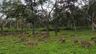 Bandipur Forest 360 video 4k|Use VR box For Better Experience #travelbyvijith #insta360x5 #360#viral