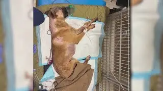 Colorado Springs Police K9 showing signs of improvement after stabbing