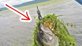 I LOVE this KIND of FISHING ~ Flipping HEAVY VEGETATION