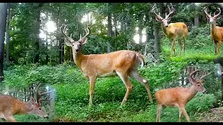 Trail Camera: Whitetail Buck Deer Compilation