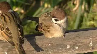 餌を貰いに手の上に飛んで来る雀達&片足ちゃん 20260117 3（行き道）