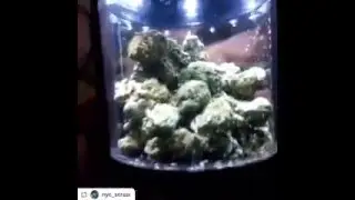 Smokus Focus Jar with Cannabis