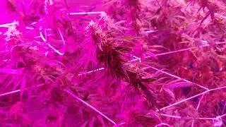 Hyrdo Grow day 47- 6 Critical Mass 1 Pineapple Kush 1 Bubba Kush