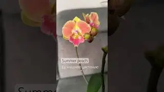 Цветение от Елены Борисовой орхидея фаленопсис Летний Персик Summer Peach 🍑💛🦁🧡☀️#orchidflower
