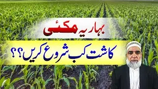 When to cultivate Spring Maize in season 2025-26 || Crop Reformer