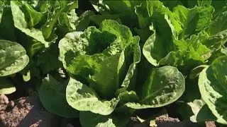 FDA suspends food facility inspections