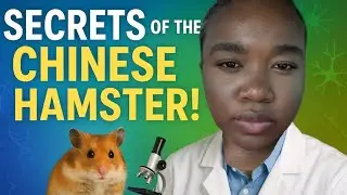 Chinese Hamster Cell