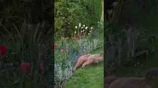 Ducks in our cottage garden 🌷🦆 #cottagecore