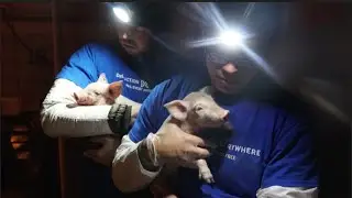 LIVE DAY 2 #Smithfield Trial: 2 Men Face Prison for Piglet Rescue!