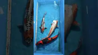 Hot New Arrivals! #koifish #koipond #fish #fishing #nishikigoi #koipond #india #aquarium #koifarm
