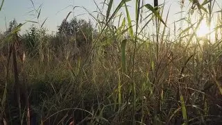 Reedmace Cat Tails Stock Video