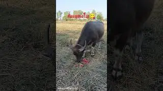 Buffaloes eating watermelon in the rice field, so delicious! #countrylife #villagelifestyles #ani...