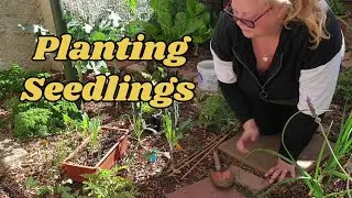 Planting Seedlings for Early Spring Harvest | Urban Homesteading Tips