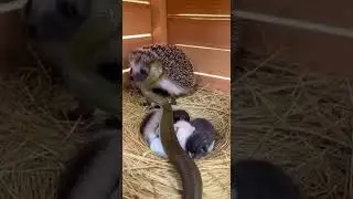 The hedgehog, a friend of the cat, protected their home from danger #pets #wildlife #friends