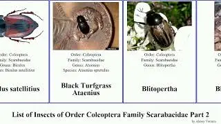List of Insects of Order Coleoptera Family Scarabaeidae Part 2 aphodius caccobius beetle bodilus