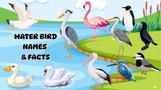 Water Birds Name| Water Bird Name & Fun Facts| Kids Vocabulary| Name of Water Birds