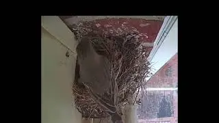 Day 7C: Now THREE chicks!! - 2 eggs left to hatch