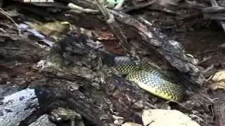 Crocodile Hunter &laquo; Gift speiende Kobras &raquo; | [2/4] |
