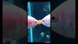 Two fisk kissing scene#shorts #ytshorts