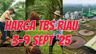 Harga TBS Sawit Riau Turun di Awal September 2025, Petani Harus Waspada Tekanan Pasar