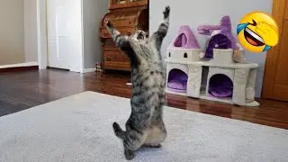Funny Cat and Dog Videos That Will Make You Laugh 2026 🐾😂 Part 7
