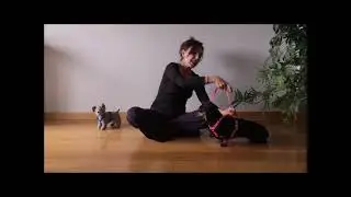 La pettorina del cane, come si mette???