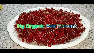 Organic Red Currant Jam