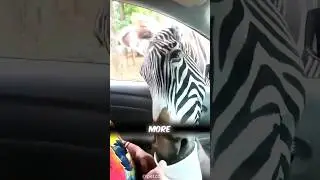 Why Do Zebras Have Stripes? The Shocking Truth Behind Their Camouflage! 🦓 | Animal Facts
