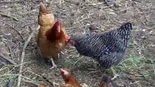 Tour of Jerusalem Farm KC