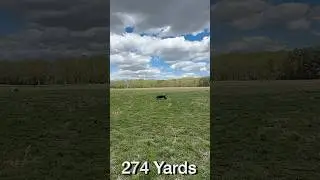 MASH: #dogtraining #retreiver #gundog #gundogtraining #duckdog #pitbosswaterfowl