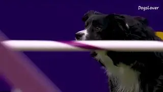 The Fastest Dog Show Ever!