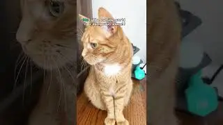 She always wants to go outside! 🐈 🪟 #outside #cats #catlife #ytshorts