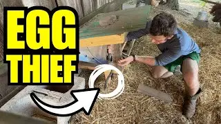 Caught In The Act! | Sowing Buckwheat | Hog Panel Going Up