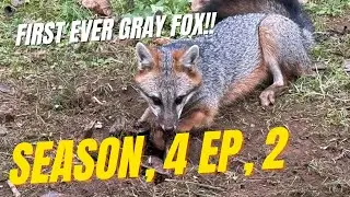 Gray fox day on the trapline ! ( trapping season 4, ep, 2 )