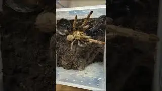 #animalfight #foryou #insectfight #naturebattle #naturewar