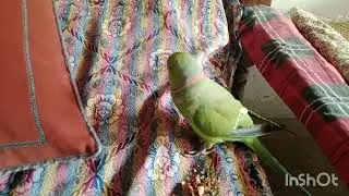 Look :My cute green parrot is eating peanuts #sweetvoice #cutepetbird #cuteparrot #cutegreenparrot 