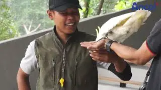EAGLE SHOW at Jakarta Bird Land#tamanimpianjayaancol #faunaland