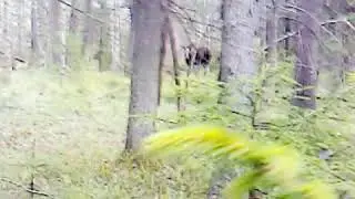 MOV00037