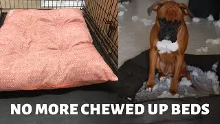How to stop your dog from chewing up bed