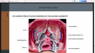 CHEST ABDOMEN IMAGING  ANATOMY