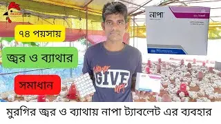 মুরগির জ্বর ও ব্যাথায় নাপা ট্যাবলেট এর ব্যবহার