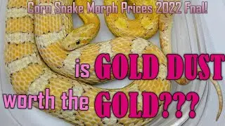 FINAL PRICES of corn snakes in 2022!