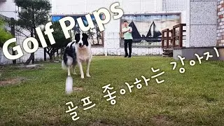 Backyard golf practice with the pups | 골프 좋아하는 강아지