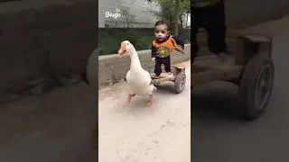 Kuku fek video