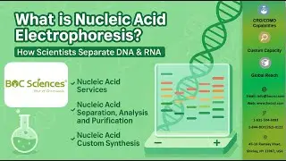 Mastering Nucleic Acid Electrophoresis &ndash; The Science Behind DNA & RNA Analysis &ndash; BOC Sciences
